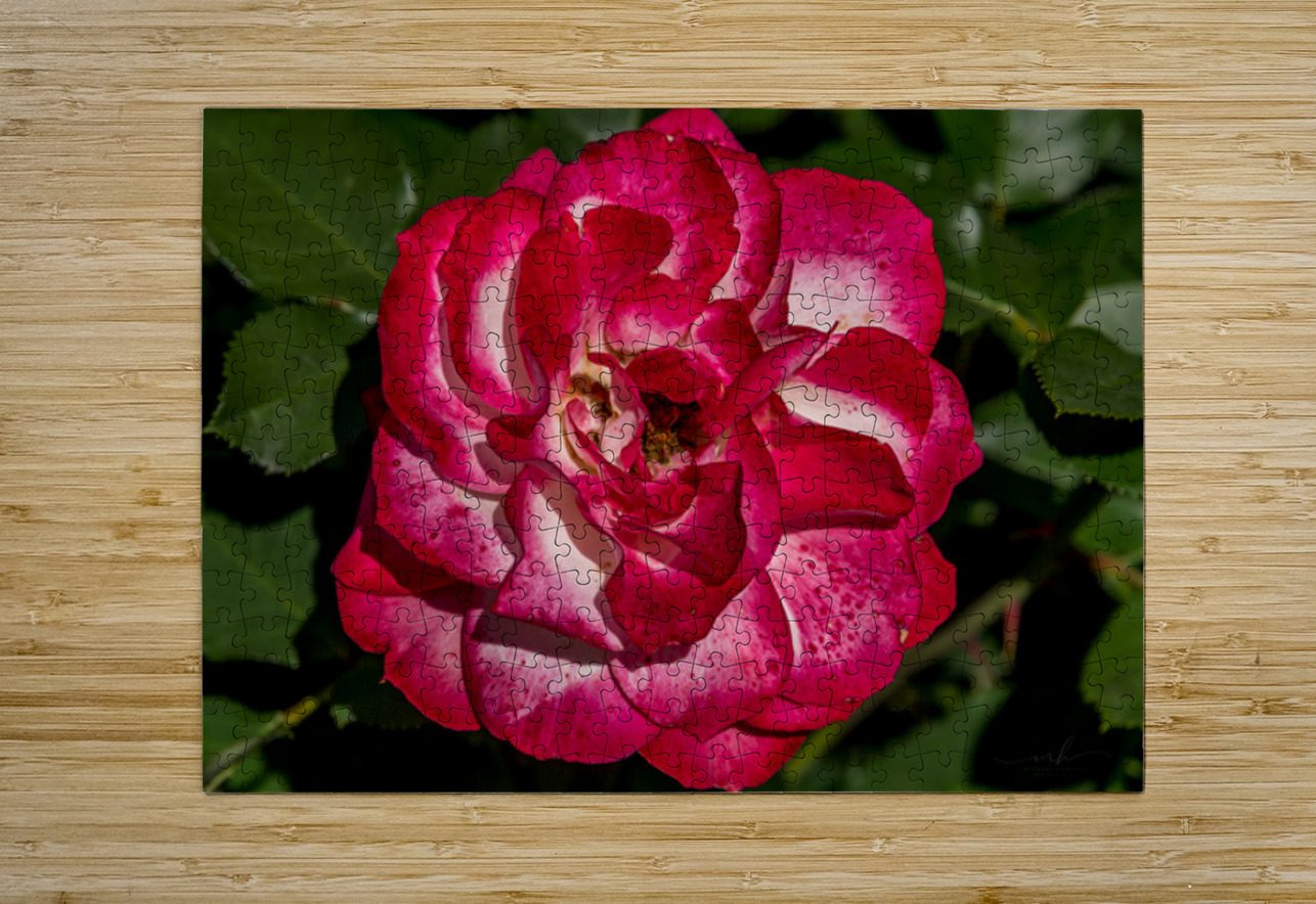 Rosey Delight Henley Lens Puzzle printing