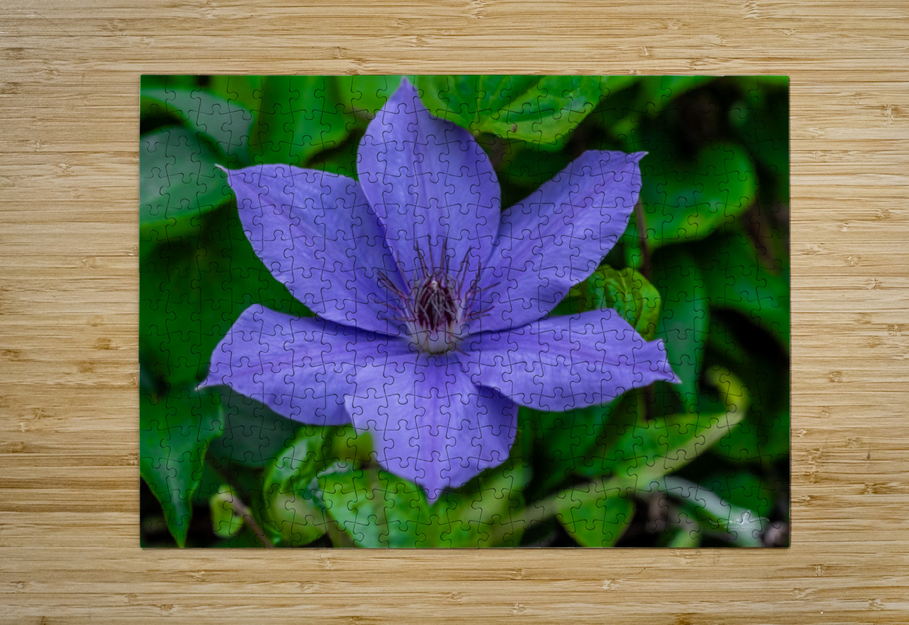 Radiant Bloom  Henley Lens Puzzle printing