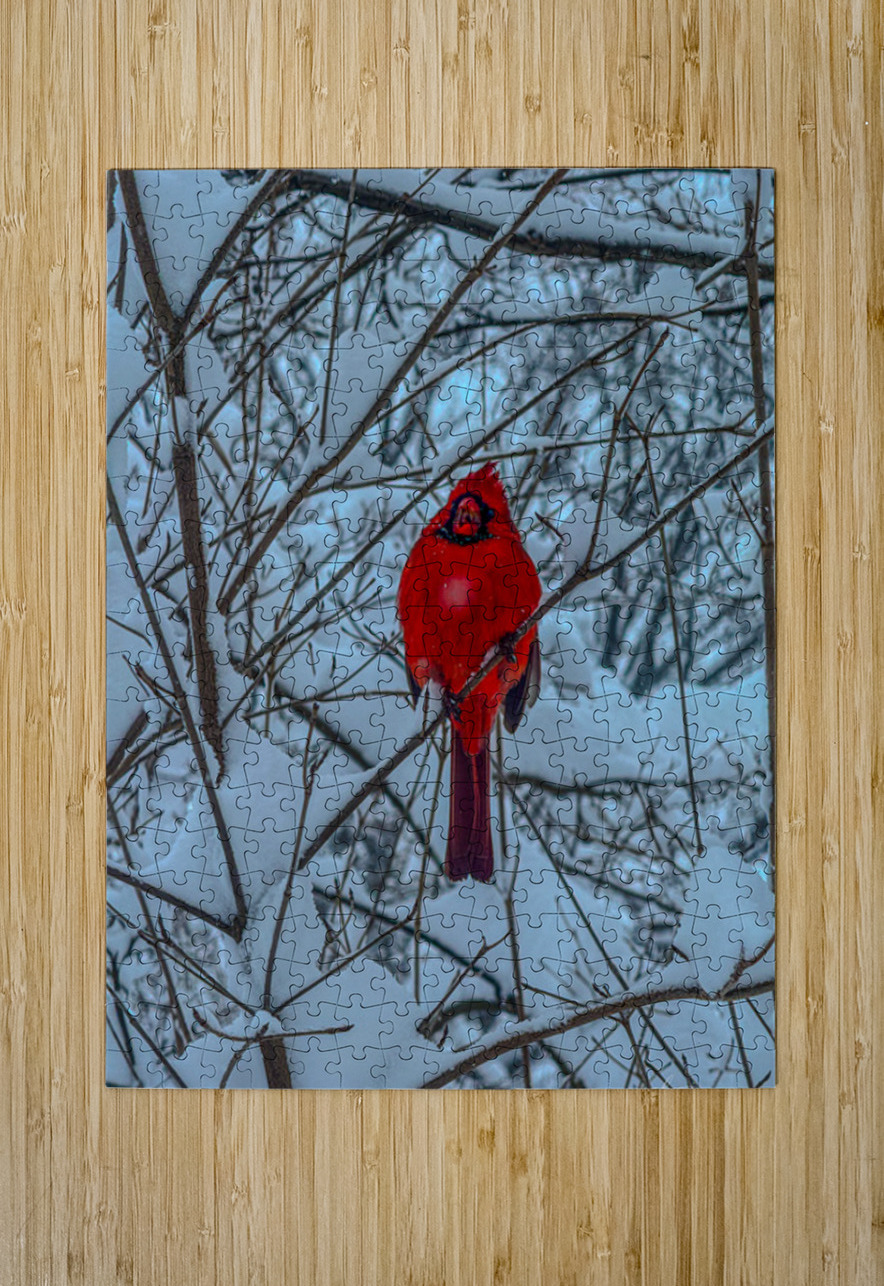 Cardinal in Winter Henley Lens Puzzle printing