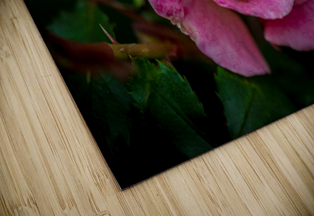 Blushing Beauty Henley Lens Puzzle