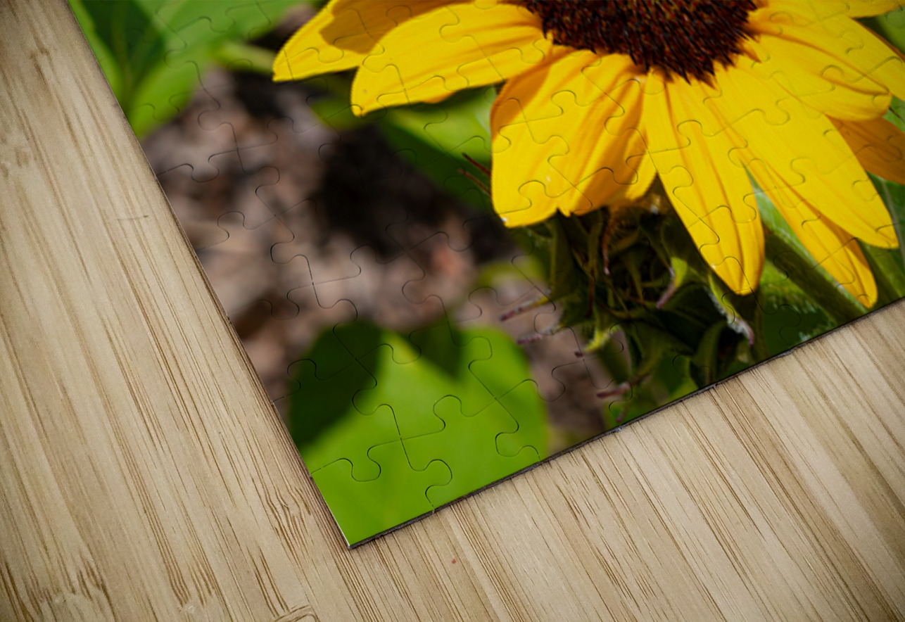 Aureum Henley Lens Puzzle