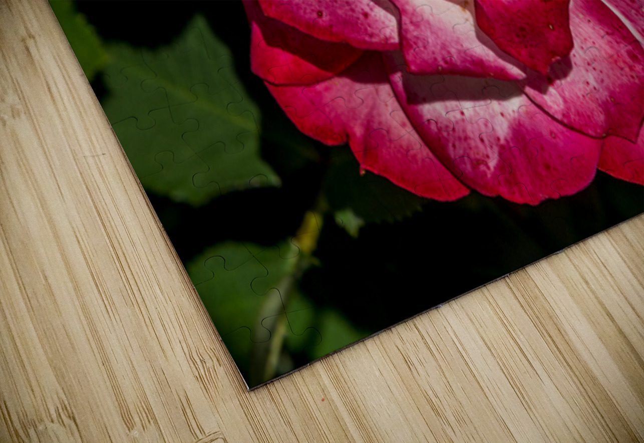 Rosey Delight Henley Lens Puzzle