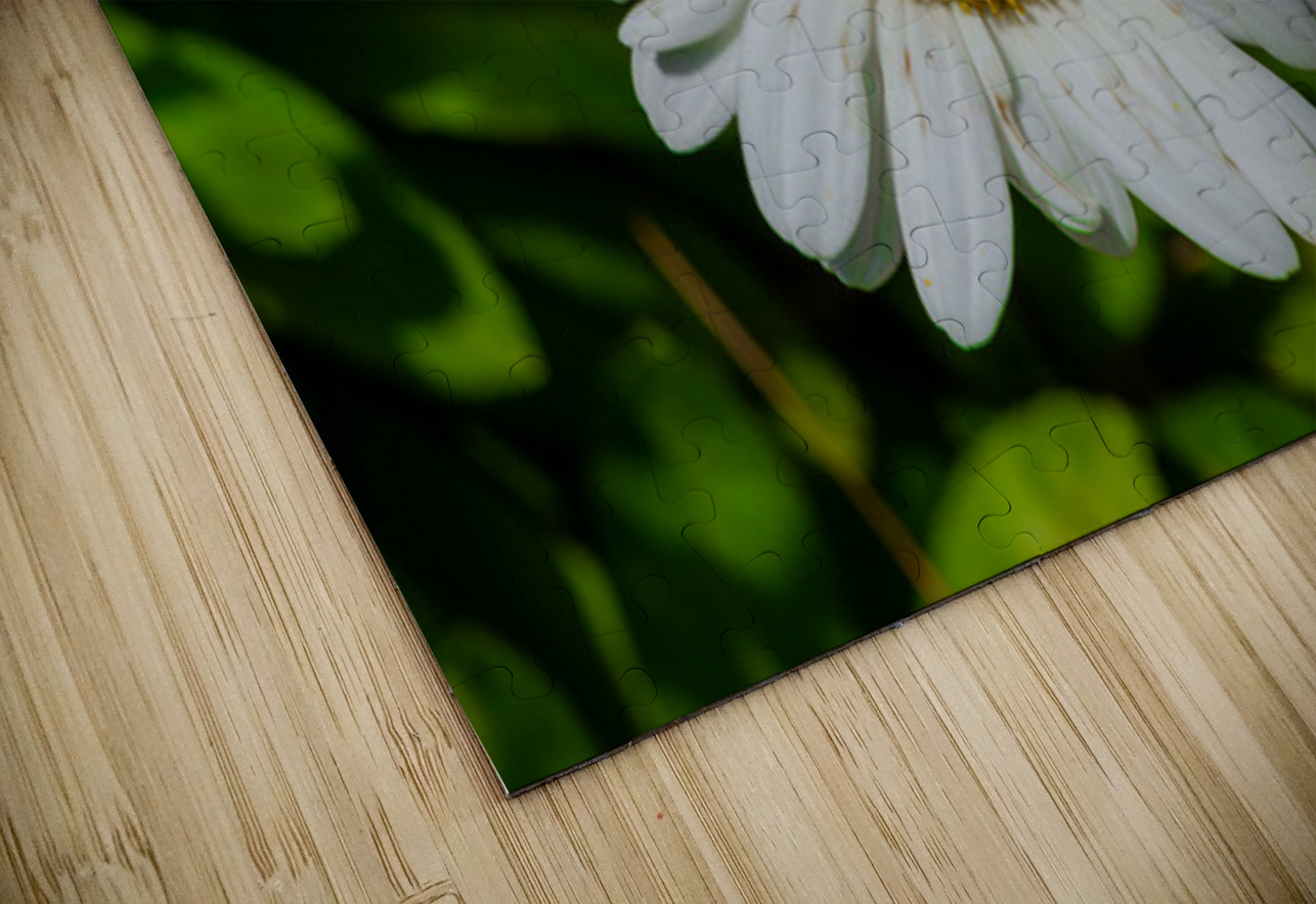 Solstice Whisper Henley Lens Puzzle