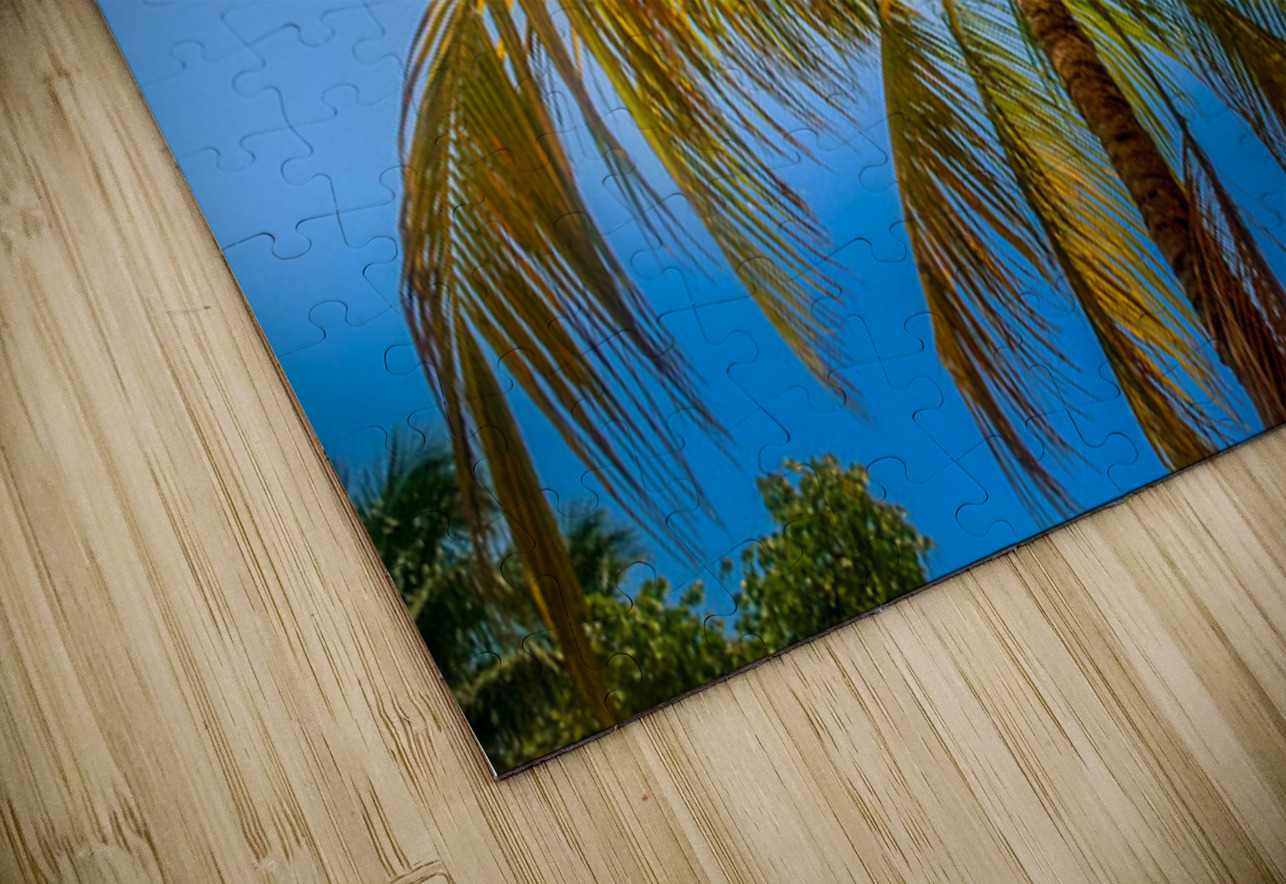 Miami Palm Henley Lens Puzzle