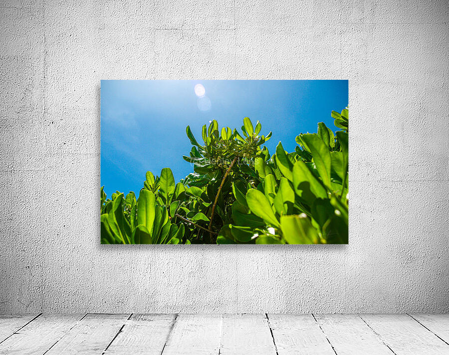 Upward Bloom Wall Preview