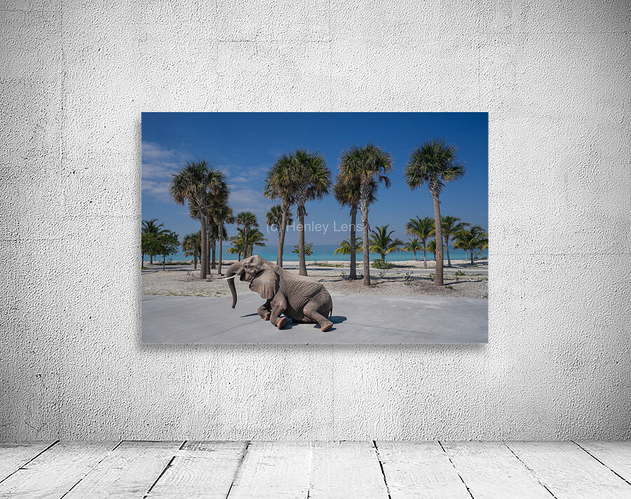 Elephant Beach Day Wall Preview